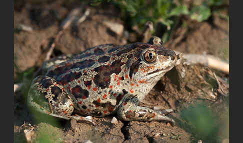 Knoblauchkröte (Pelobates fuscus)