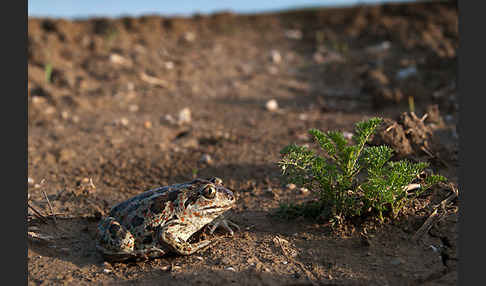 Knoblauchkröte (Pelobates fuscus)