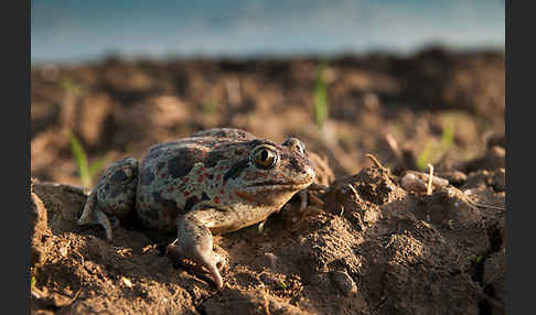 Knoblauchkröte (Pelobates fuscus)