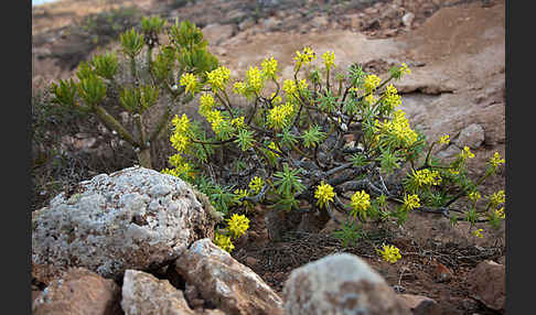 Stumpfblättrige Wolfsmilch (Euphorbia obtusifolia)