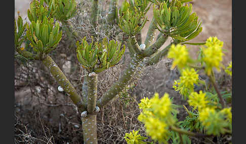 Oleanderblättrige Kleinie (Senecio kleinia)