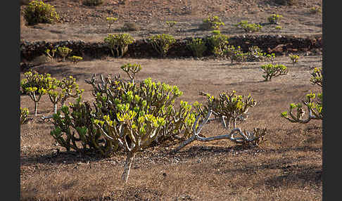 Oleanderblättrige Kleinie (Senecio kleinia)