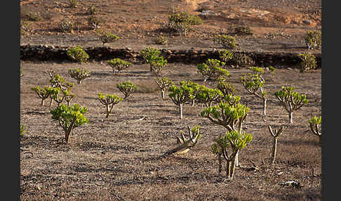 Oleanderblättrige Kleinie (Senecio kleinia)