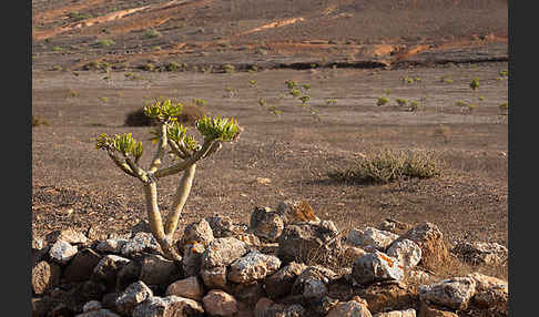 Oleanderblättrige Kleinie (Senecio kleinia)