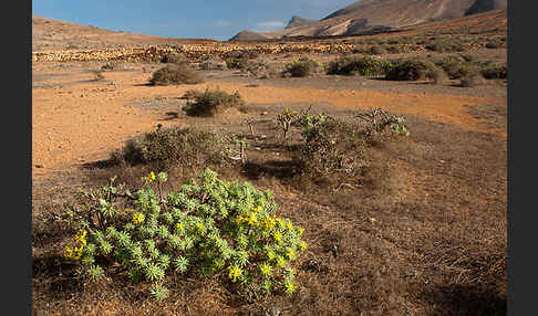 Lanzarote (Kanarische Inseln)