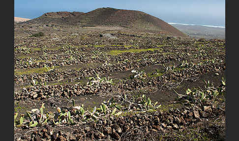 Lanzarote (Kanarische Inseln)