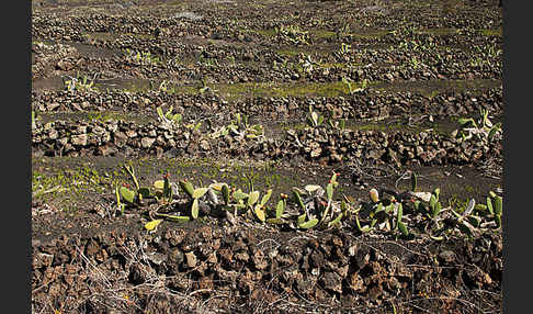 Lanzarote (Kanarische Inseln)