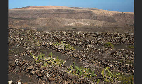 Lanzarote (Kanarische Inseln)