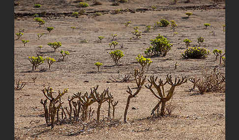 Oleanderblättrige Kleinie (Senecio kleinia)