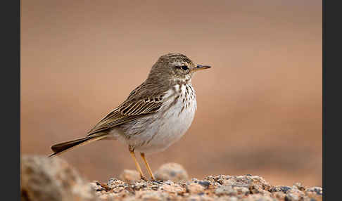 Kanarenpieper (Anthus berthelotii)