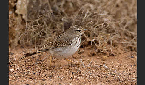 Kanarenpieper (Anthus berthelotii)