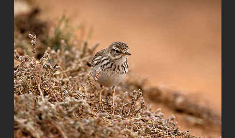 Kanarenpieper (Anthus berthelotii)