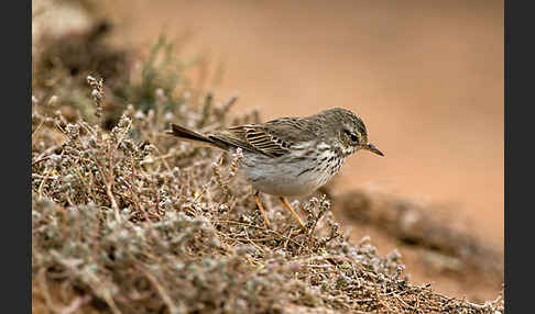 Kanarenpieper (Anthus berthelotii)