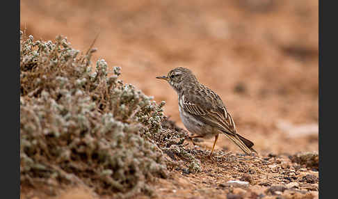 Kanarenpieper (Anthus berthelotii)