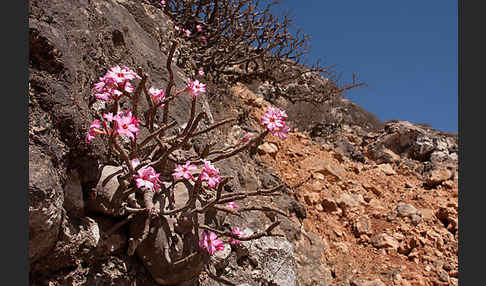 Wüstenrose (Adenium obesum)