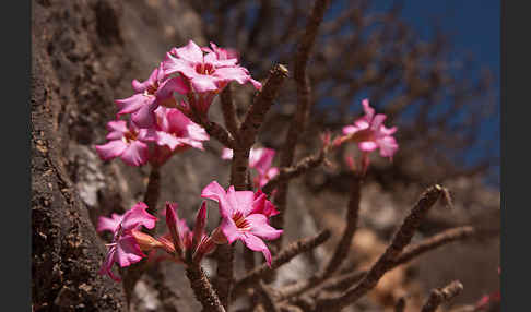 Wüstenrose (Adenium obesum)