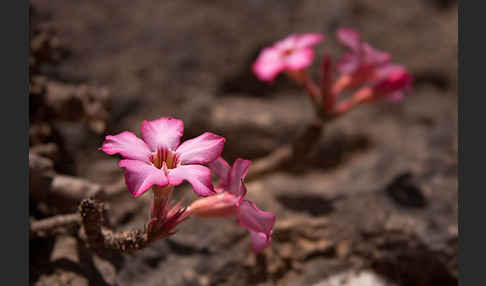 Wüstenrose (Adenium obesum)