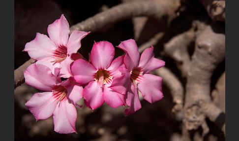 Wüstenrose (Adenium obesum)