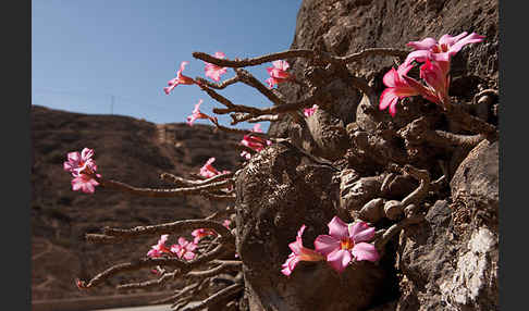 Wüstenrose (Adenium obesum)