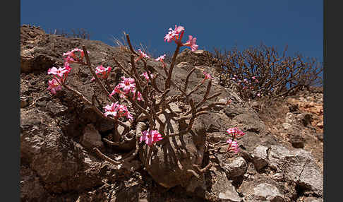 Wüstenrose (Adenium obesum)