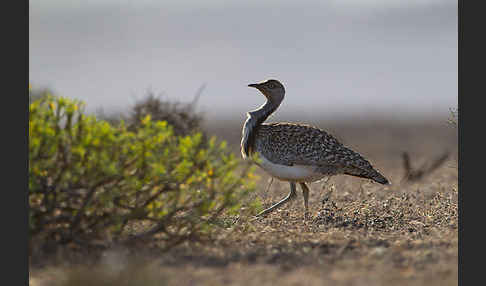 Kragentrappe (Chlamydotis undulata fuerteventurae)