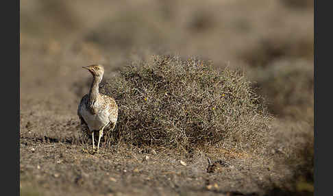 Kragentrappe (Chlamydotis undulata fuerteventurae)