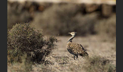 Kragentrappe (Chlamydotis undulata fuerteventurae)