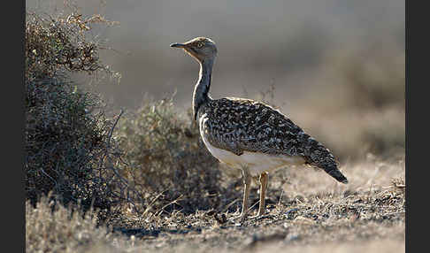 Kragentrappe (Chlamydotis undulata fuerteventurae)