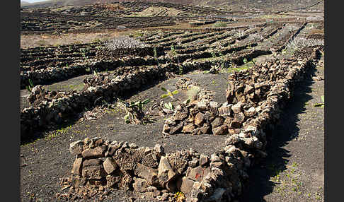 Lanzarote (Kanarische Inseln)