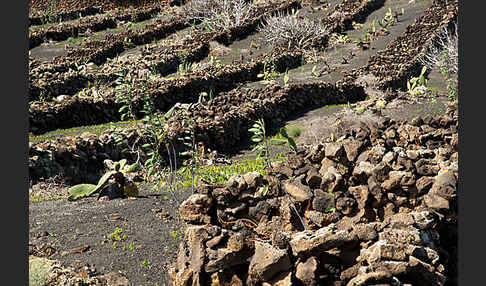 Lanzarote (Kanarische Inseln)