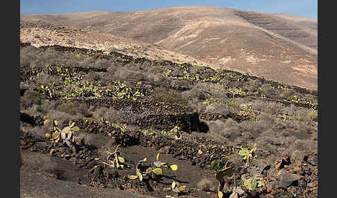 Lanzarote (Kanarische Inseln)