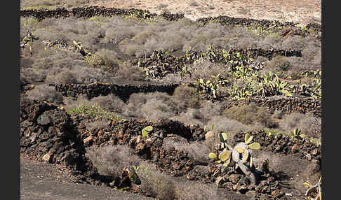 Lanzarote (Kanarische Inseln)