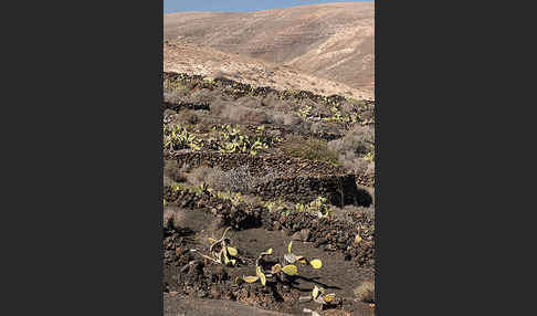 Lanzarote (Kanarische Inseln)