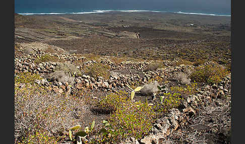 Lanzarote (Kanarische Inseln)