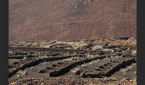 Lanzarote (Kanarische Inseln)