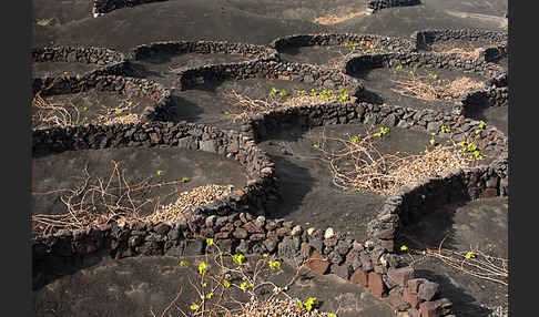 Lanzarote (Kanarische Inseln)