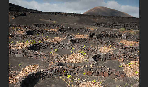 Lanzarote (Kanarische Inseln)