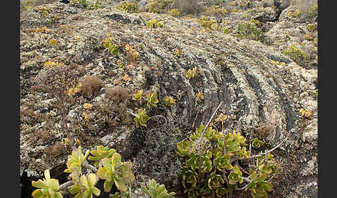 Aeonium (Aeonium spec.)