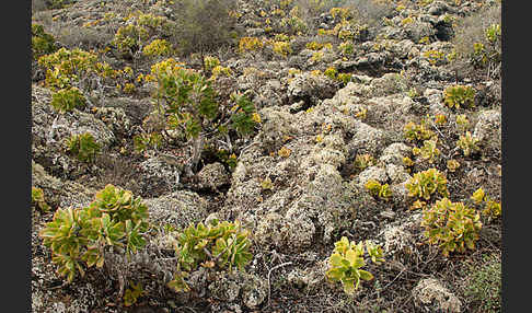 Aeonium (Aeonium spec.)