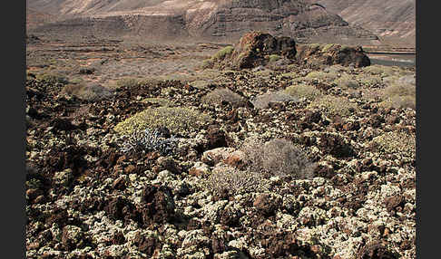 Lanzarote (Kanarische Inseln)