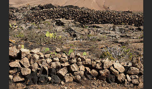 Lanzarote (Kanarische Inseln)