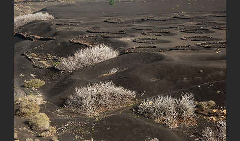 Lanzarote (Kanarische Inseln)