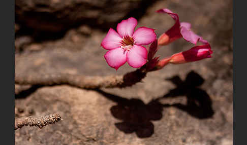 Wüstenrose (Adenium obesum)