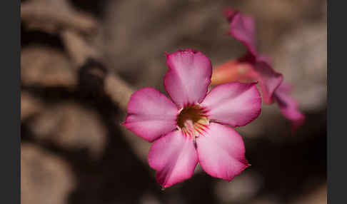 Wüstenrose (Adenium obesum)