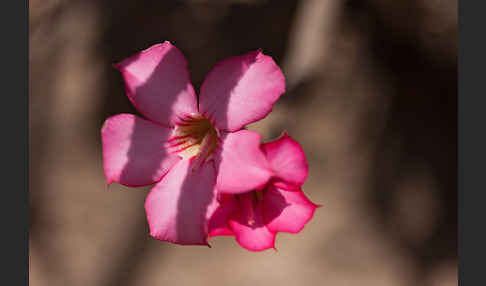 Wüstenrose (Adenium obesum)