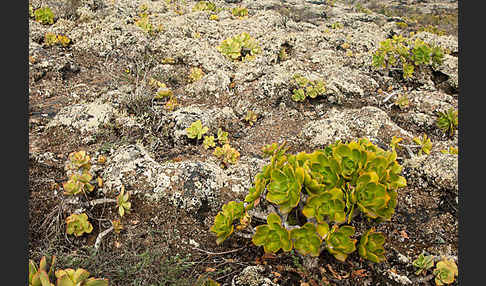 Aeonium (Aeonium spec.)