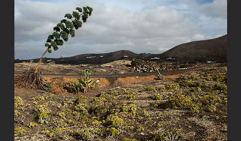 Aeonium (Aeonium spec.)