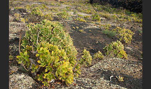 Aeonium (Aeonium spec.)