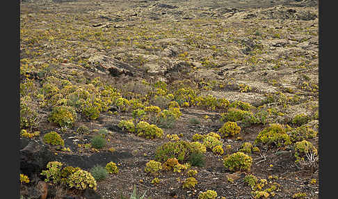 Aeonium (Aeonium spec.)