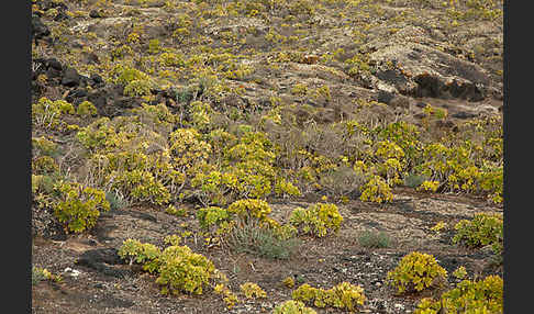 Aeonium (Aeonium spec.)